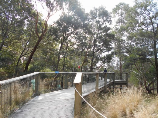 One of the two elevated tree top boardwalks leading to the homes of the koalas.