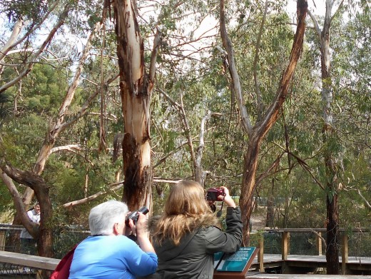 Koala viewing in progress. Visitors need to move around as quietly as possible and be patient because the koalas are sleeping at all hours of the day.