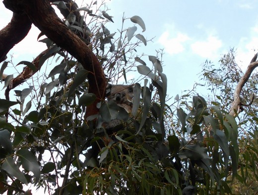Hurray! This little fella was awake but he looked a little groggy. He managed to stay awake for half a minute before nodding off again!