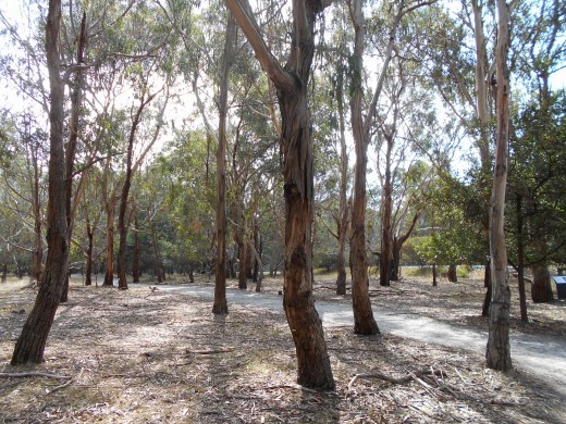 The native bushland beyond the boardwalks. 