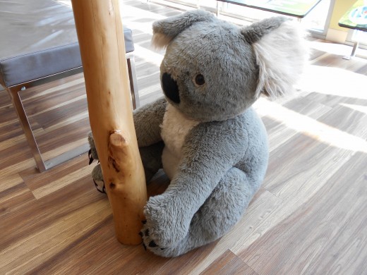 Just in case the kids (and adults, too!) really want to cuddle a koala, the conservation centre has this huge adorable stuffed toy in the foyer waiting to be cuddled.