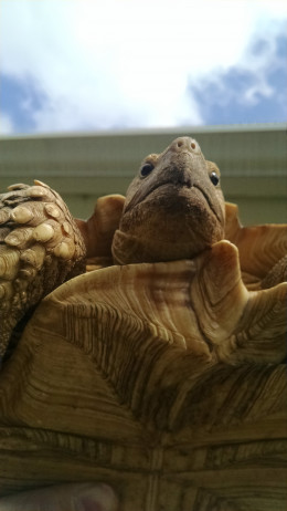 Is my sulcata's plastron okay? New owner (sub 1-week) : r/Sulcata