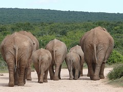Pack of ponderous pachyderms pacing