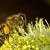 A female bee at work. A female bee at work.