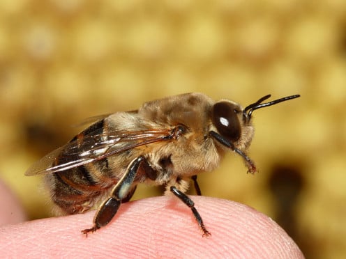 A drone bee fertilizes the colony Queen mechanical fliers may be able to help such bees.