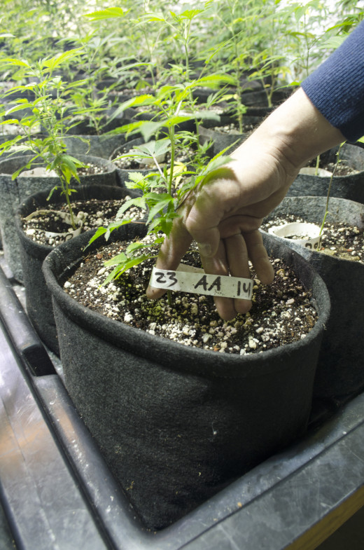 Kayvan's labeled plants