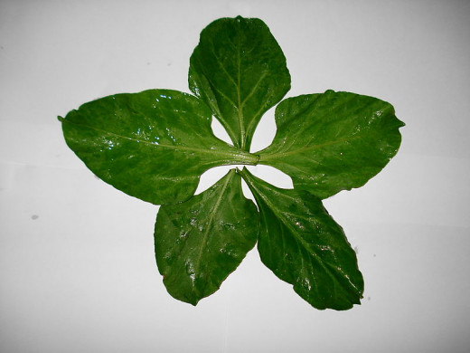 Palak (Spinach)