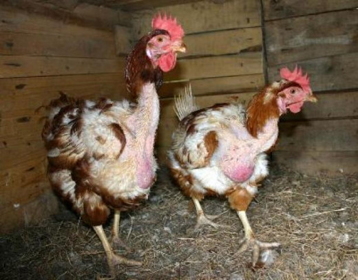 Rescued battery hens