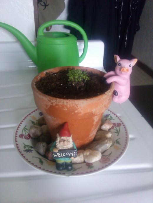 My alyssum, Ally, growing nicely!
