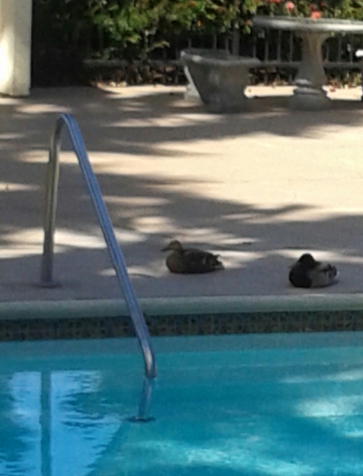 These ducks on my route are the only ones enjoying the swimming pool these days, which has been shut down and is slowly evaporating into the withering atmosphere.