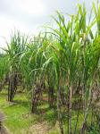 Sugar Cane growing in Barbados