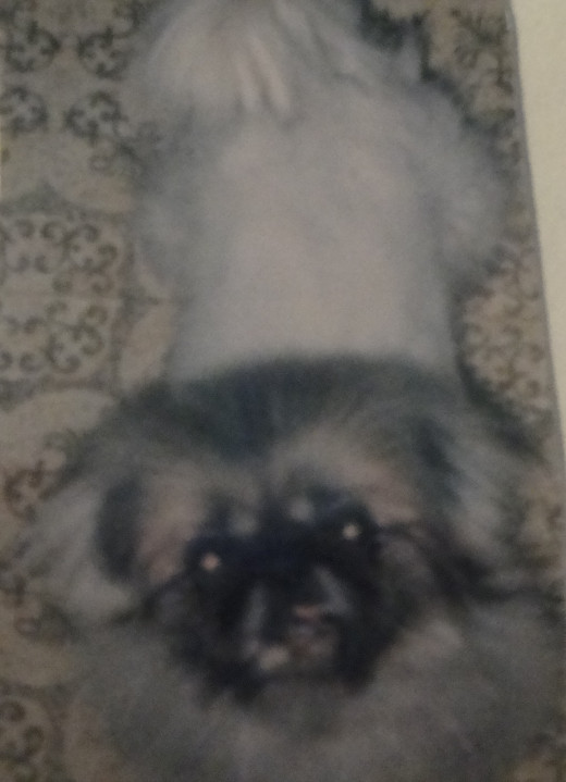 Mailin, This is our pekingese after she'd been shaved.  This was before the groomer damaged her skin.