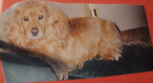 Corky, a Cocker Spaniel mix.  He was shaved every summer, and his fur always grew back happy.