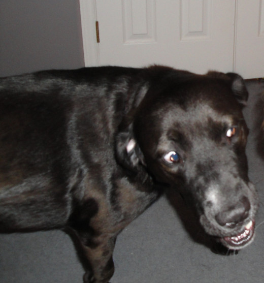 Jack, a Labrador mix, he has a 6" stripe of double coat going down his back, and the rest is single coated.