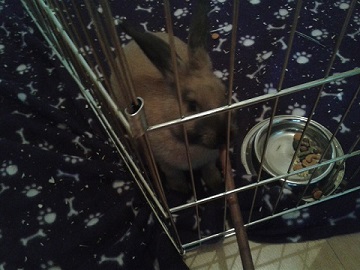 This is my bunny, Bramble, I can never get him to face the camera so I bribed him with a stick he can chew on.