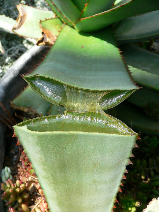 Aloe vera plant to prepare aloevera juice