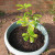 This baby tree will grow into a magnificent ... what? This baby tree will grow into a magnificent ... what?