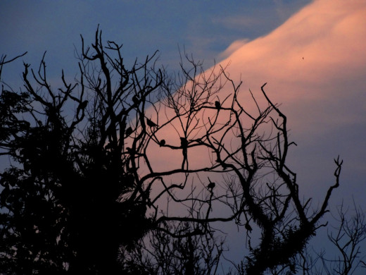 Evening in Hollong