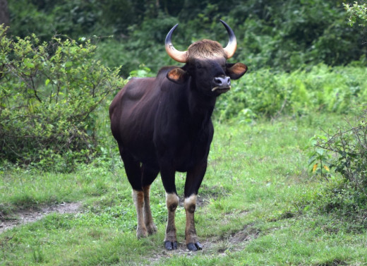 An Indian Bison (Gaur) at Hollong