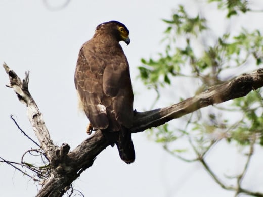 A Crested Serpent Eagle at Hollong