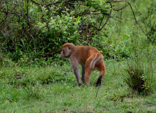 A monkey; Hollong