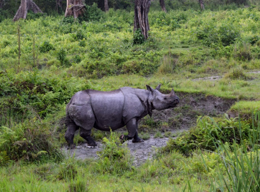 An One Horned Rhino at Hollong