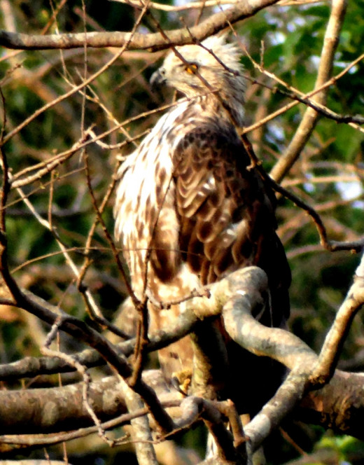 Juvenile Changeable Hawk Eagle; Hollong