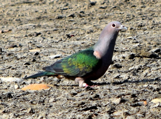 Green Imperial Pigeon; Hollong