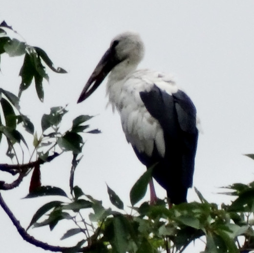 Asian Openbill Stork; Hollong