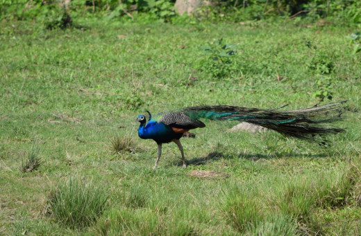 Peacock; Hollong