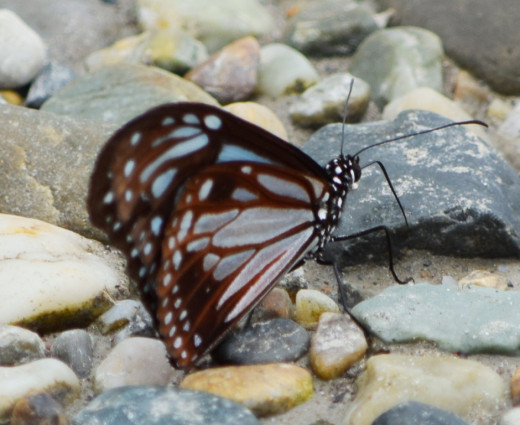 Butterfly 2; Hollong