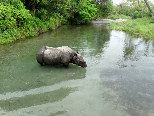 A rhino seen during the elephant safari