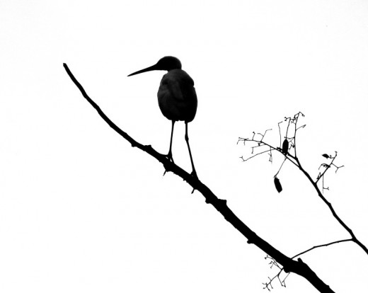 A bird-Silhouette : Memories of Hollong