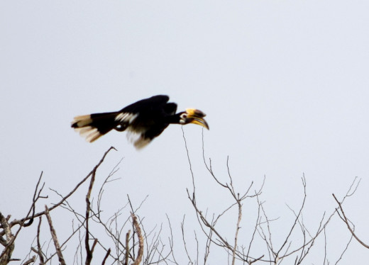 The majestic flight of a hornbill : Memories of Hollong