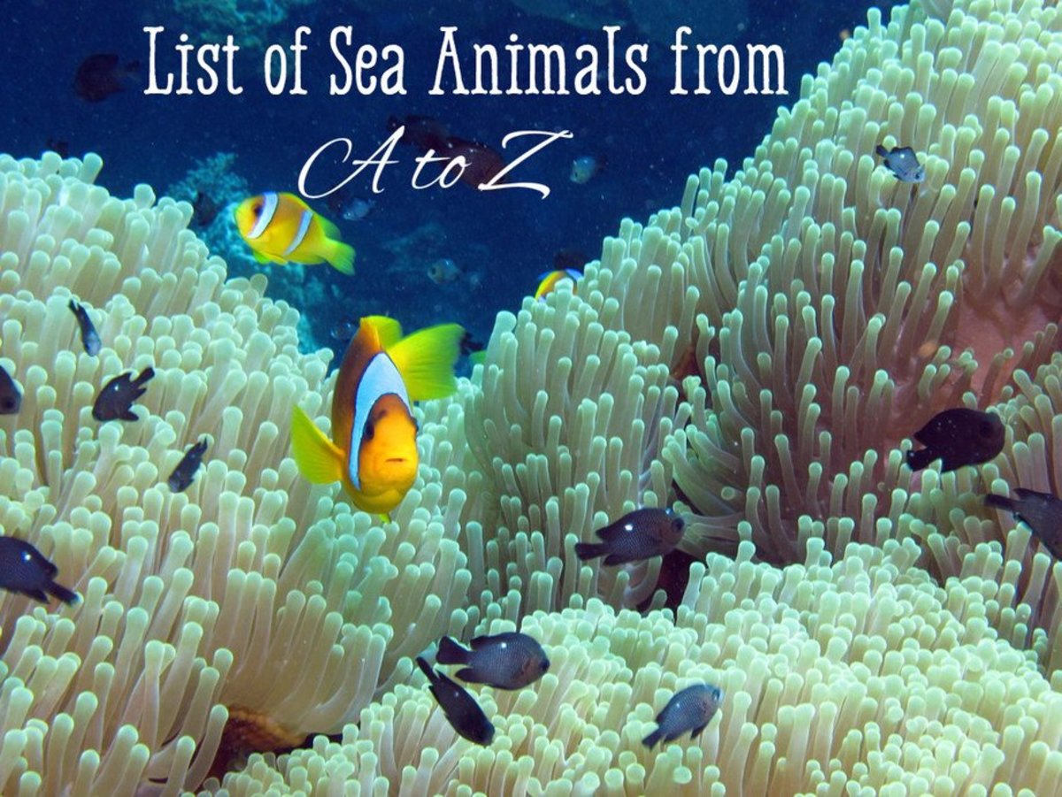 Sea Animals Chart With Names