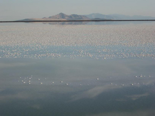 There is nothing great about swimming in Great Salt Lake.