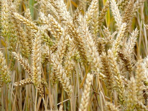 A gluten intolerance is the same as a wheat intolerance. They are one and the same. Gluten is a protein found in grains. You may just react more to one grain than another. Photo Courtesy of dean1986 at Morguefile.com
