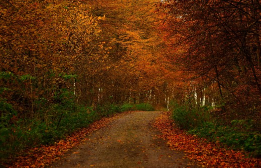 Photograph of a country road during autumn season provided by Carb Diva at HubPages