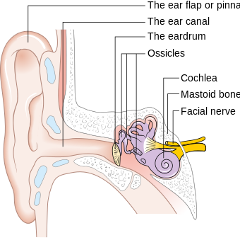 Diagram showing the parts of the ear.