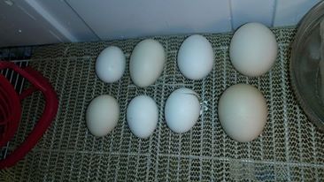 Our first Bantam chick is starting to make it's appearance!