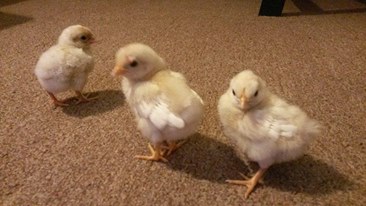 Names left to right, Popcorn, Fritter and Chicken Fry. 