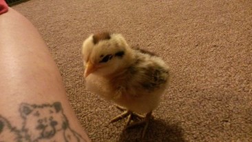 Name "Chicken Stripe"