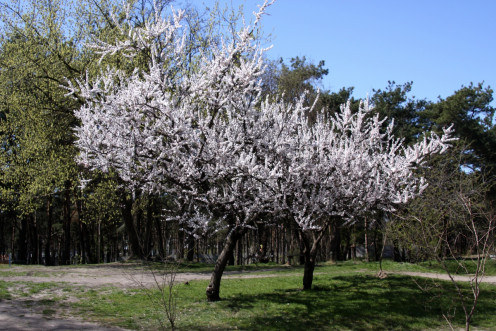 Spring Blossom Of Apricot Tree