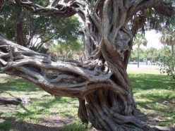 Haunted Trees in the United States