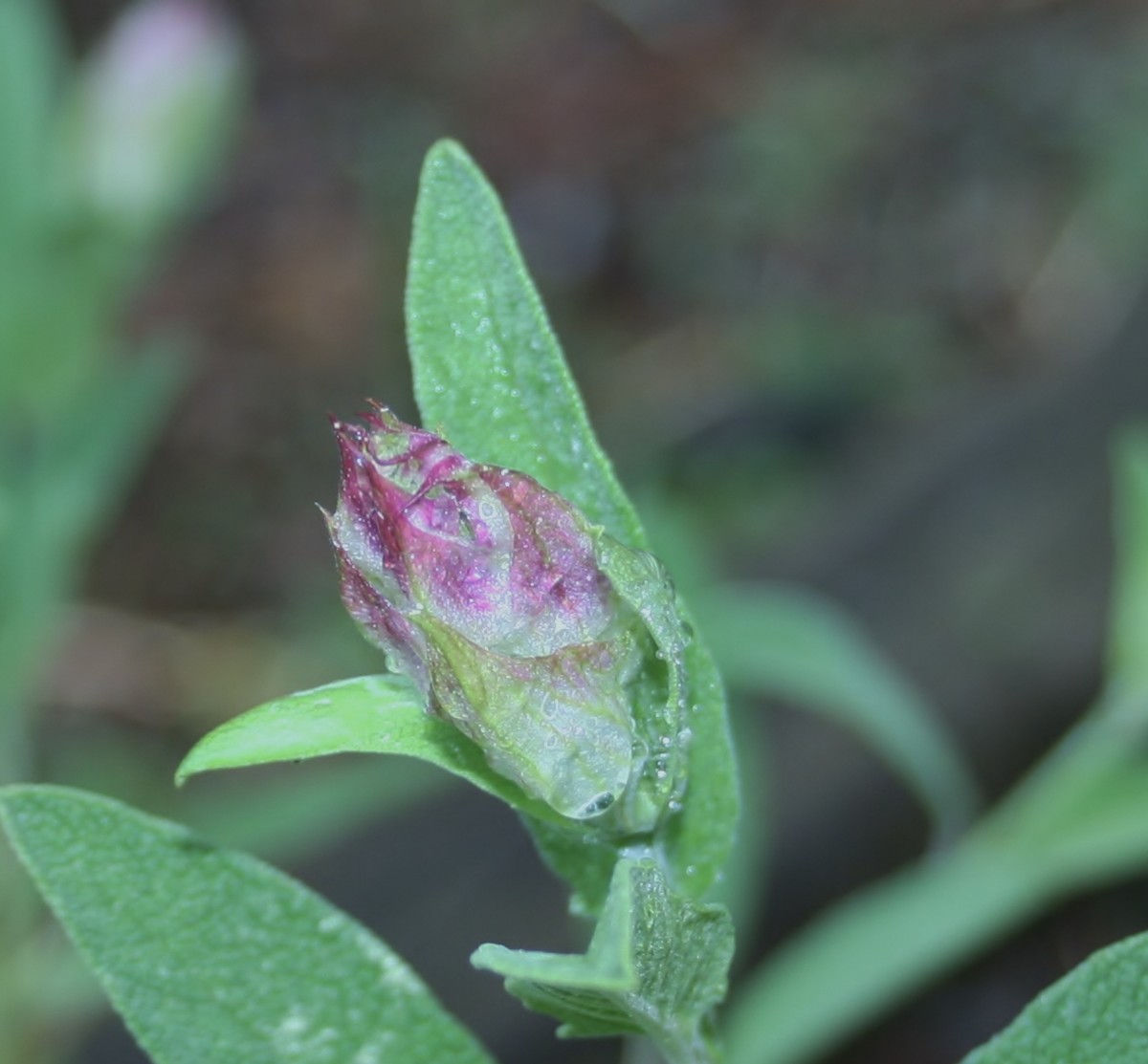 Like the leaves, sage flowers are edible.