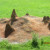 Hills made by termites. Hills made by termites.