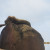 A lion sleeping on a high perch to remain safe while he sleeps. A lion sleeping on a high perch to remain safe while he sleeps.