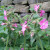 Pink Flowers G3