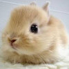 kimchii profile image