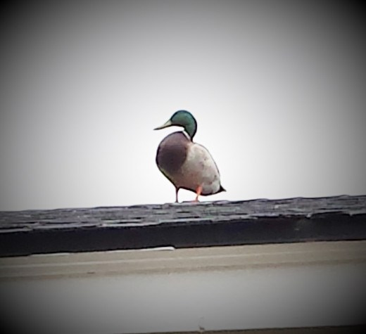 Duck on my roof...